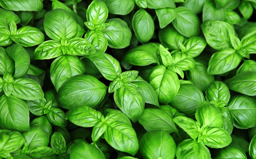 basilikum.jpeg basilikum.jpeg