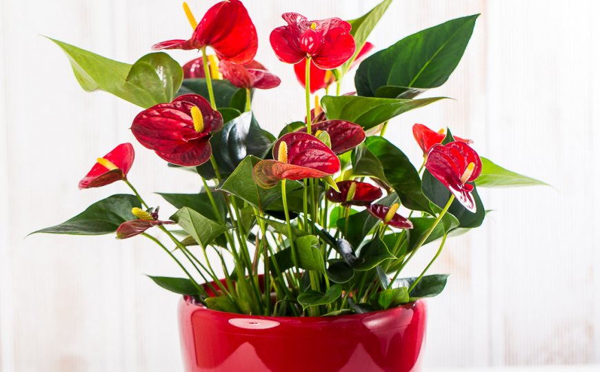 web-1013.jpg web-1013.jpg