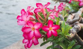 adeniumobesum.jpeg adeniumobesum.jpeg