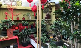 bonsai.jpg bonsai.jpg