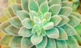 echeveria.jpeg echeveria.jpeg