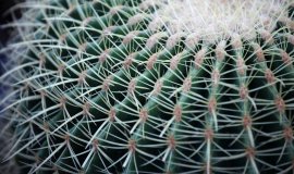 ferrocactus.jpeg ferrocactus.jpeg