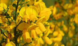 ginster.jpeg ginster.jpeg