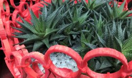 hawortiaschale_1.jpg hawortiaschale_1.jpg