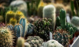 kakteen.jpg kakteen.jpg