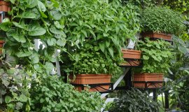 kraeuterwand_1.jpeg kraeuterwand_1.jpeg