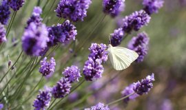 lavendel.jpeg lavendel.jpeg