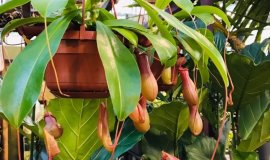 nepenthes_1.jpg nepenthes_1.jpg