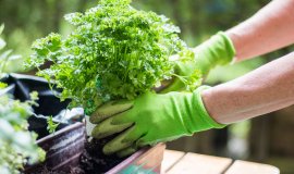 petersilie_setzen.jpeg petersilie_setzen.jpeg