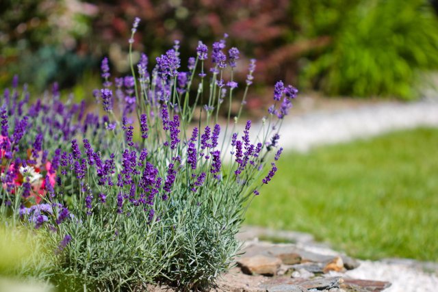 adobestock_163080980.jpeg adobestock_163080980.jpeg