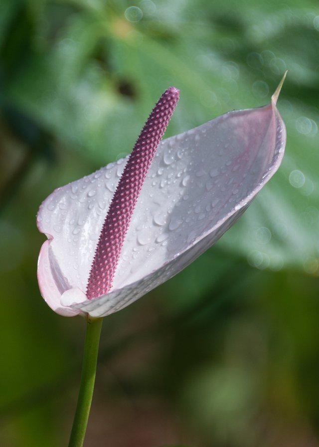 anthuriumweiss_1.jpeg anthuriumweiss_1.jpeg