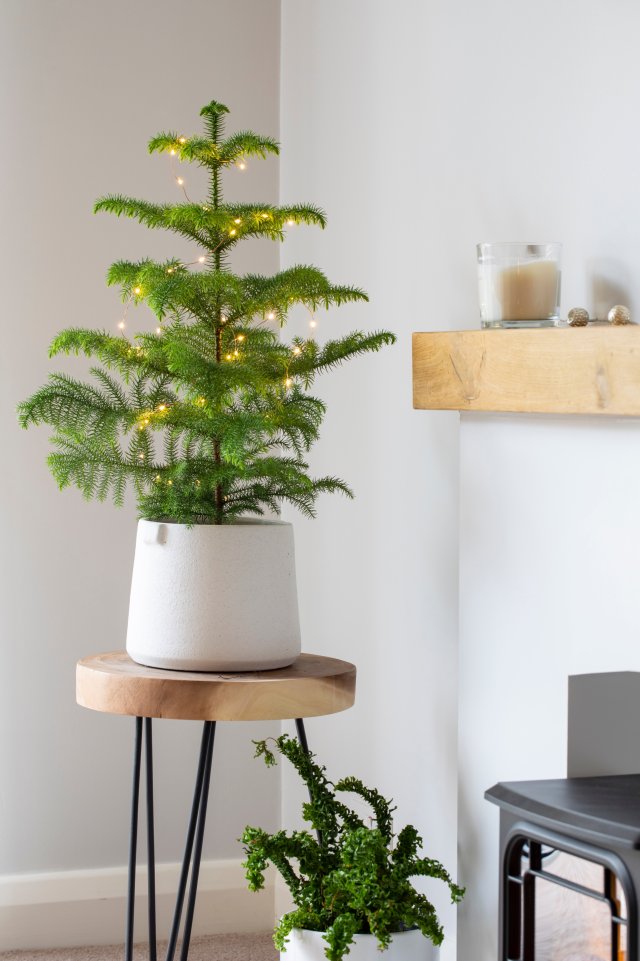 araucaria-2.jpeg araucaria-2.jpeg