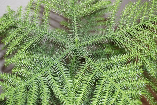 araucaria5.jpeg araucaria5.jpeg