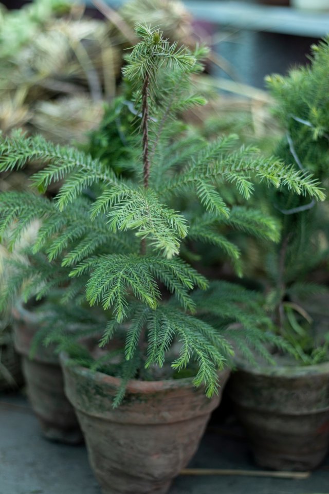 araucaria6.jpeg araucaria6.jpeg