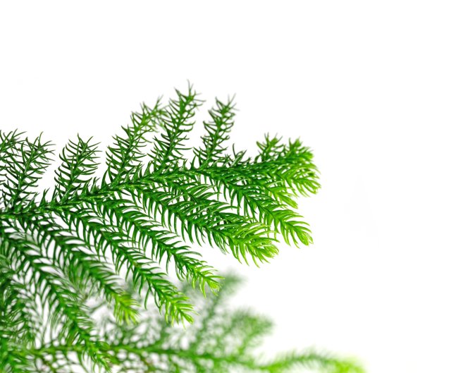 araucaria_nahaufnahme.jpeg araucaria_nahaufnahme.jpeg