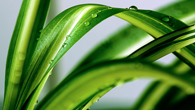 chlorophytum.png chlorophytum.png