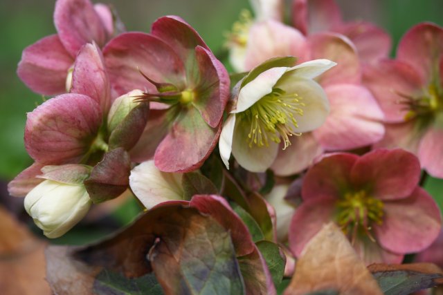 christroserosa_1.jpeg christroserosa_1.jpeg