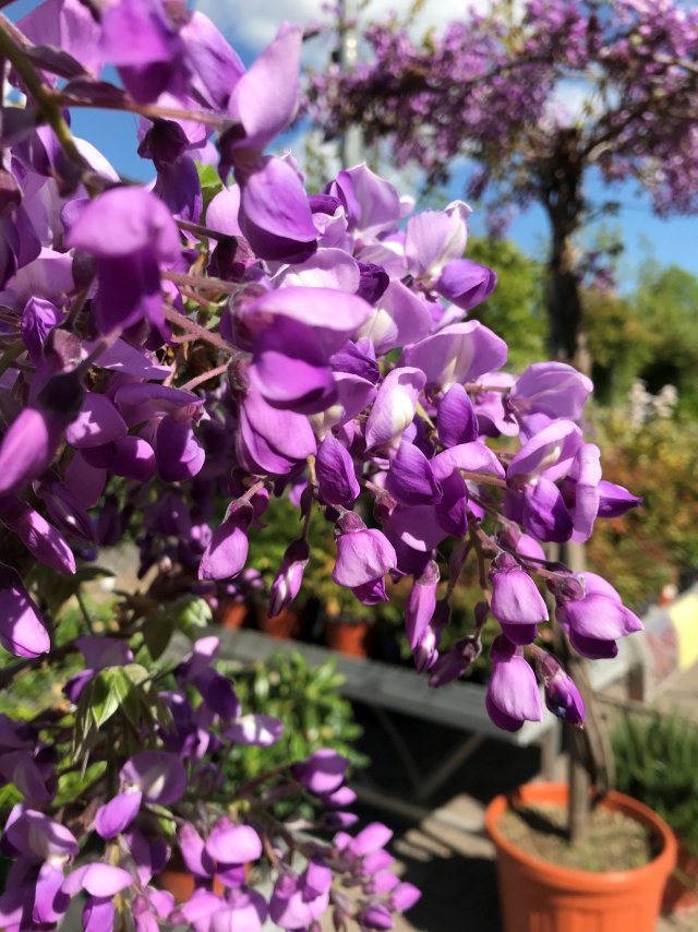 glyzinien_nahaufnahme.jpg glyzinien_nahaufnahme.jpg