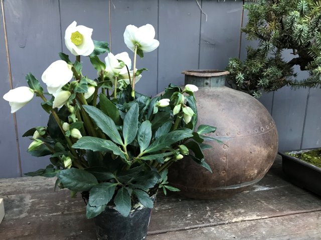 helleborus_mit_laub_gross_20_2.jpg helleborus_mit_laub_gross_20_2.jpg