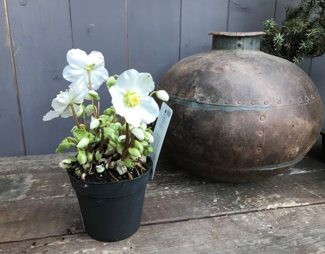 helleborus_ohne_laub_22_1.jpg helleborus_ohne_laub_22_1.jpg