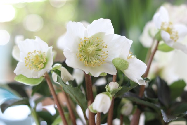 helleborus_weiss.jpeg helleborus_weiss.jpeg