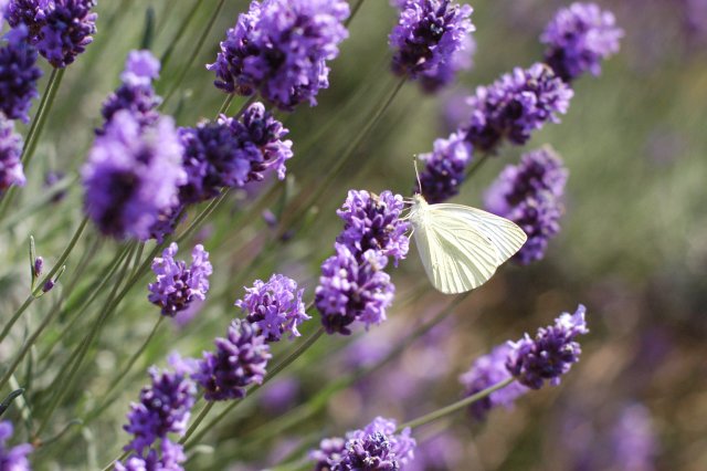 lavendel.jpeg lavendel.jpeg