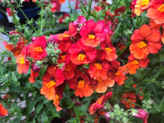 nemesia_orange_1.jpg nemesia_orange_1.jpg