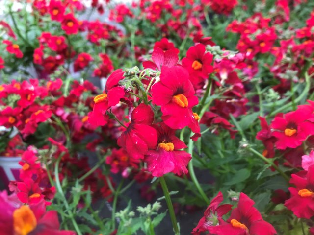 nemesia_rot_1.jpg nemesia_rot_1.jpg