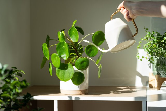 pilea.jpeg pilea.jpeg