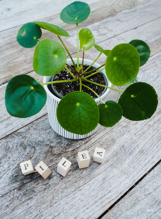 pilea_peper.jpeg pilea_peper.jpeg