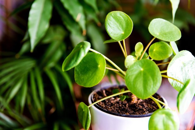 pilea_peperm.jpeg pilea_peperm.jpeg