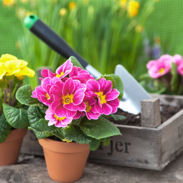 primel_mit_schaufel.jpeg primel_mit_schaufel.jpeg