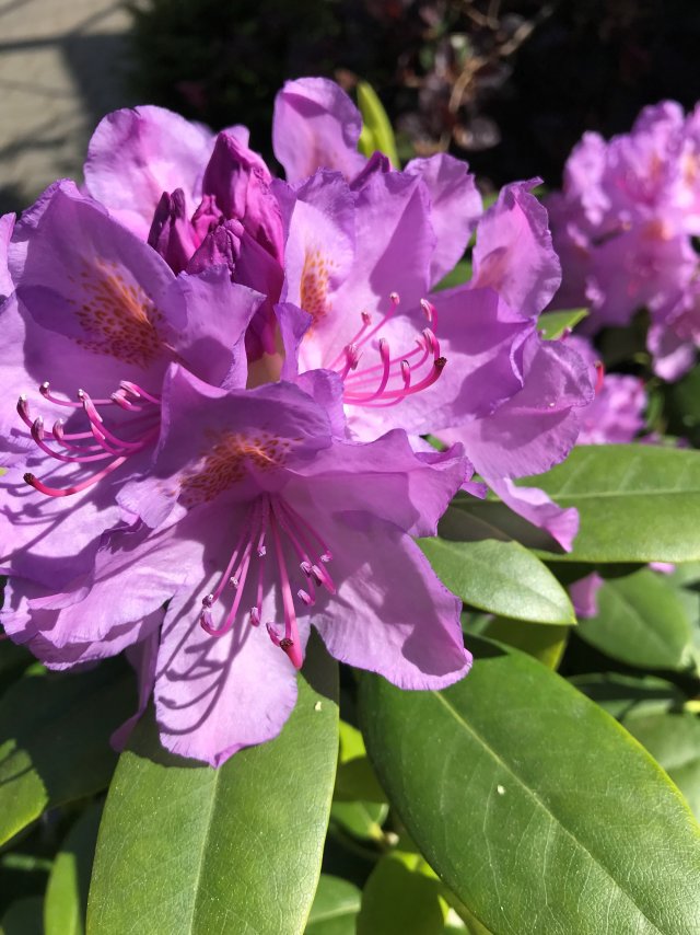 rhododendron_lila.jpg rhododendron_lila.jpg