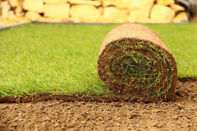 rollrasen.jpeg rollrasen.jpeg