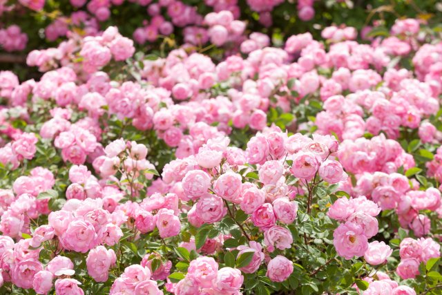 rosenbeet_1.jpeg rosenbeet_1.jpeg