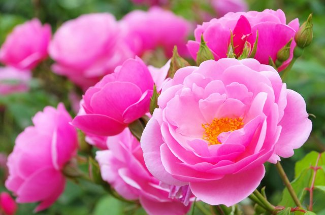 rosenbluetepinkweb_1.jpg rosenbluetepinkweb_1.jpg
